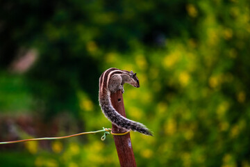 close up of a bird