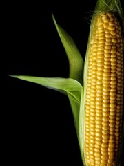 corn on the cob on black background with place for text