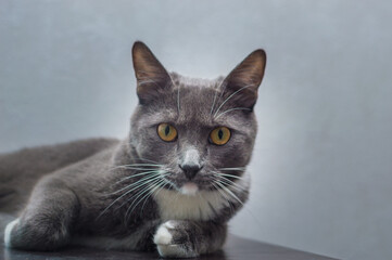 Portrait of a gray cat with yellow eyes on a gray background close-up