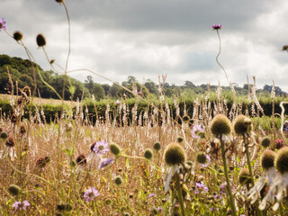 wild flower meadow