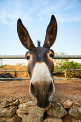 Face of a balearic donkey, known as asno mallorquín, in the countryside near s’Alquería Blanca (Santanyí, southern Majorca, Balearic Islands, Spain)