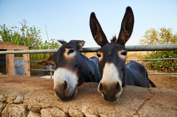 Two balearic donkeys, known as asno mallorquín, in an enclosure in the countryside near s’Alquería Blanca (Santanyí, Majorca, Balearic Islands, Spain) - obrazy, fototapety, plakaty