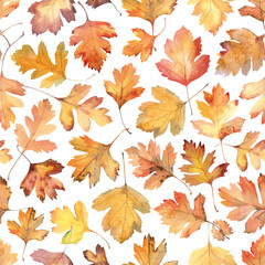 Obraz premium Autumn hawthorn leaves on seamless pattern part