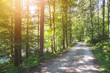 Obraz premium Scenic forest landscape scenery Bluntautal in Austria, summer time