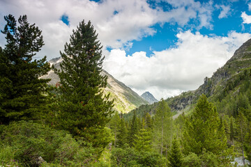 Landscape.Coniferous trees on the background of mountains
