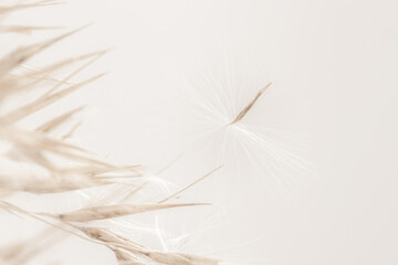 Dry romantic beige soft mist effect fragile rush reed cane buds with light  background and place for text macro