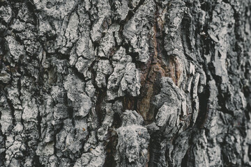 Fototapeta na wymiar Bark Tree wood texture . Selective focus