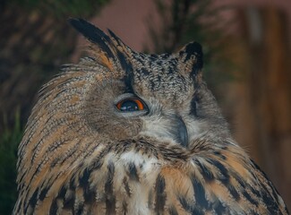 Fototapeta premium owl portrait