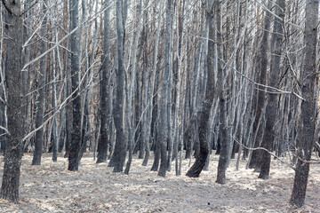 Burned forest in Attica, Greece, after the bushfires at Parnitha Mount and the districts of...