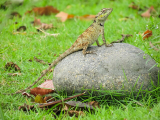 Close-up of a lizard on a rock