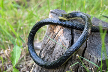 A venomous snake is basking on a tree stump on sunny summer day.