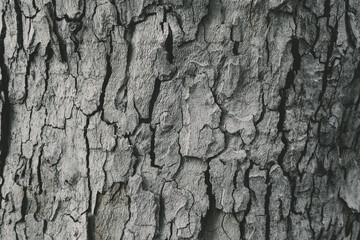 Close up Tree Bark Texture Background . Macro shot