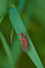 Rote Mordwanze (Rhynocoris iracundus)	