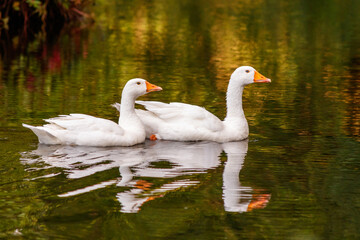 beautiful pair of geese floating on water