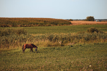 horse grazing in a field