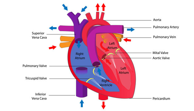 diagram anatomy of heart