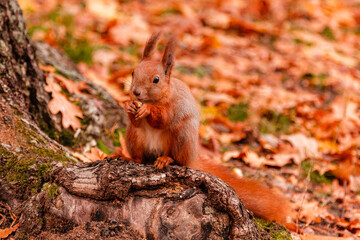 Naklejka na ściany i meble A beautiful redhead squirrel gnawing a nut near