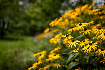 flowers in the garden