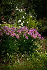 flowers in the garden