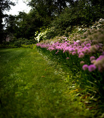 flowers in the garden