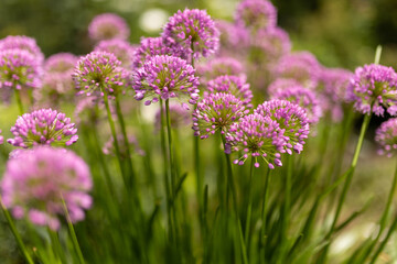 flowers in the garden