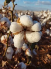 Algodão: ouro branco do Cerrado mato-grossense. 