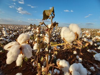 Algodão: ouro branco do Cerrado mato-grossense. 
