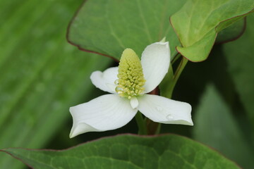 Houttuynia cordata blooming in a shady garden