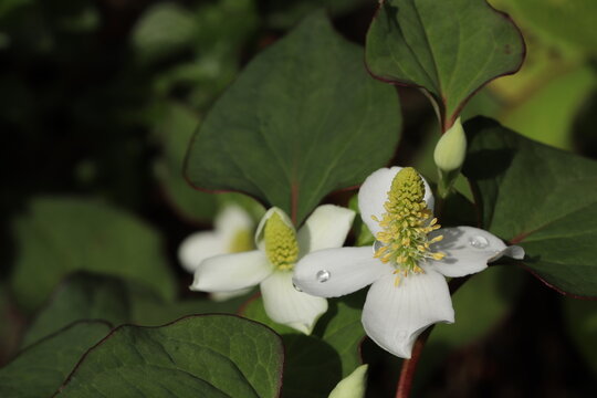 Houttuynia cordata blooming in a shady garden