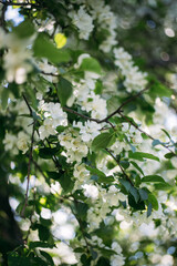 Apple tree blossom in summertime