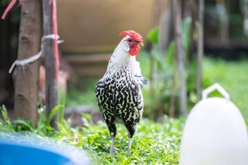 Hamburg Chick at the outdoor field in human home garden.