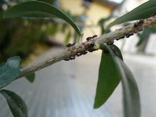 Formiche e cocciniglia