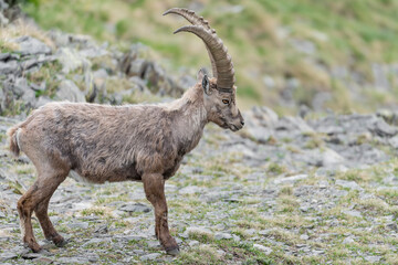 Portrait of old Ibex mountain in spring season (Capra ibex)