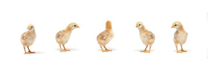 Isolated Little Rhode Island Red baby chicken team stand in a row on solid white clear background in studio light.