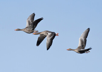 Greylag goose (Anser anser) flies in blue sky.