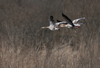 Greylag goose (Anser anser) flies low through vegetation.