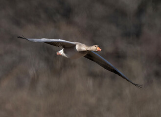Greylag goose (Anser anser) flies low through vegetation.