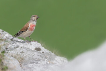 Beautiful portrait of common Linnet male (Linaria cannabina)
