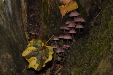 autumn leaves on the tree with mushrooms