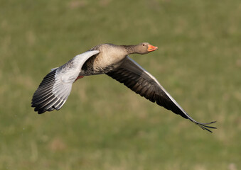 Greylag goose (Anser anser) flies low through vegetation.
