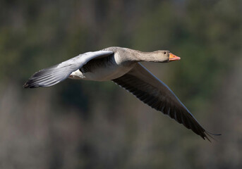 Greylag goose (Anser anser) flies low through vegetation.
