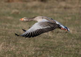 Greylag goose (Anser anser) flies low through vegetation.
