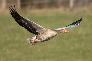 Greylag goose (Anser anser) flies low through vegetation.