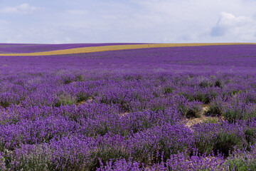 Plakat Blooming lavender in the summer. lavender blooming scented flowers.