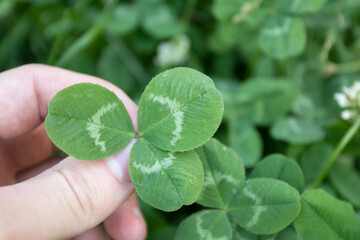 Holding a lucky leaf clover