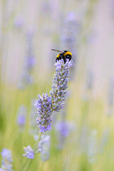 Insect on a flower