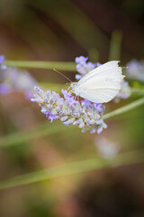 Insect on a flower