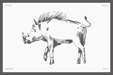 Drawn vector of warthog realistic drawing sketch