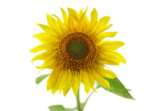 sunflower blossom with green leaves isolated on white background
