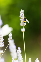 Insect on a flower